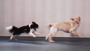 Guests in the kennel's indoor play area.