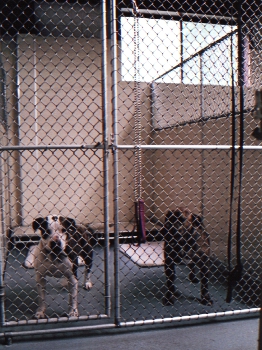 One of the kennel's runs with two guests.
