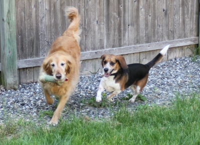 Dogs in playtime at Hidden Acres Kennel.